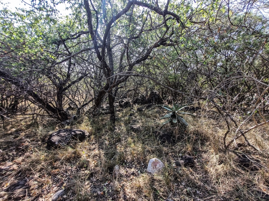 0 Bedroom Property for Sale in Blyde Botanical Reserve Limpopo