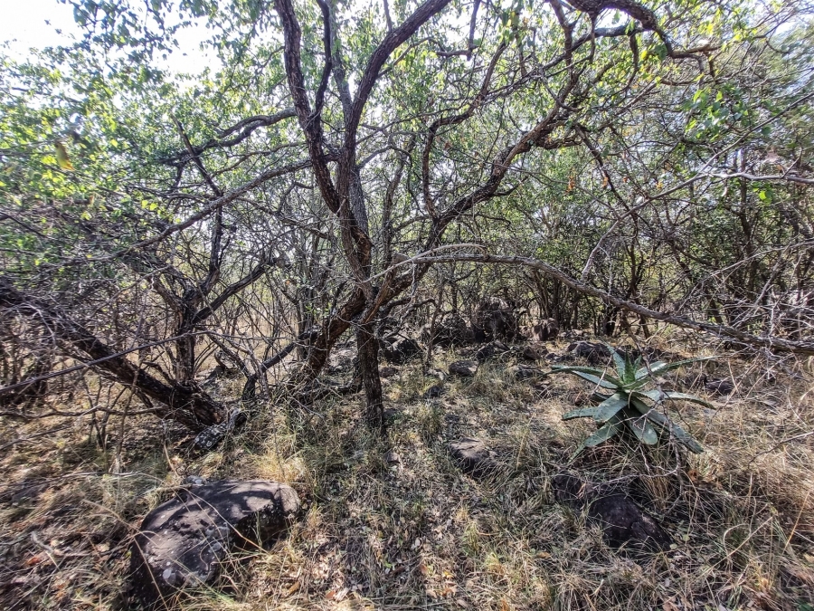 0 Bedroom Property for Sale in Blyde Botanical Reserve Limpopo