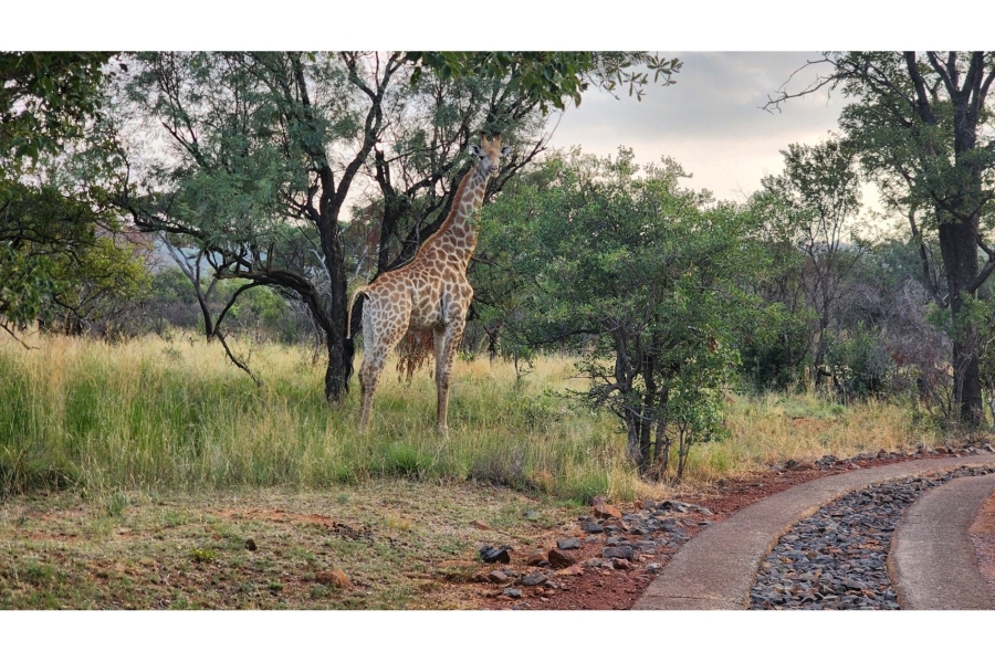 4 Bedroom Property for Sale in Zwartkloof Private Game Reserve Limpopo