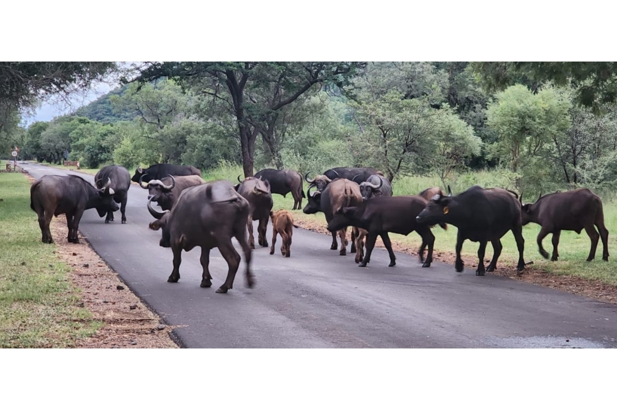 4 Bedroom Property for Sale in Zwartkloof Private Game Reserve Limpopo