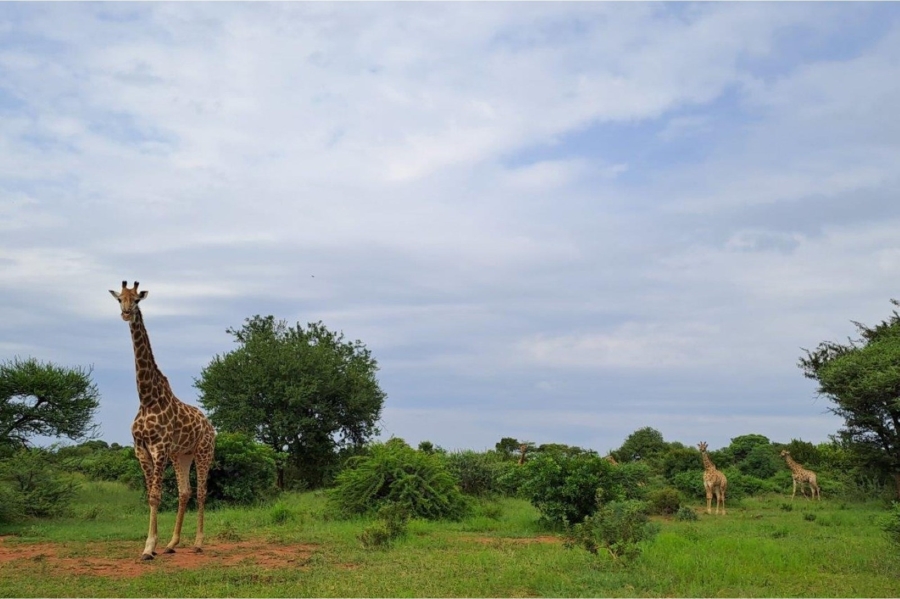 4 Bedroom Property for Sale in Zwartkloof Private Game Reserve Limpopo