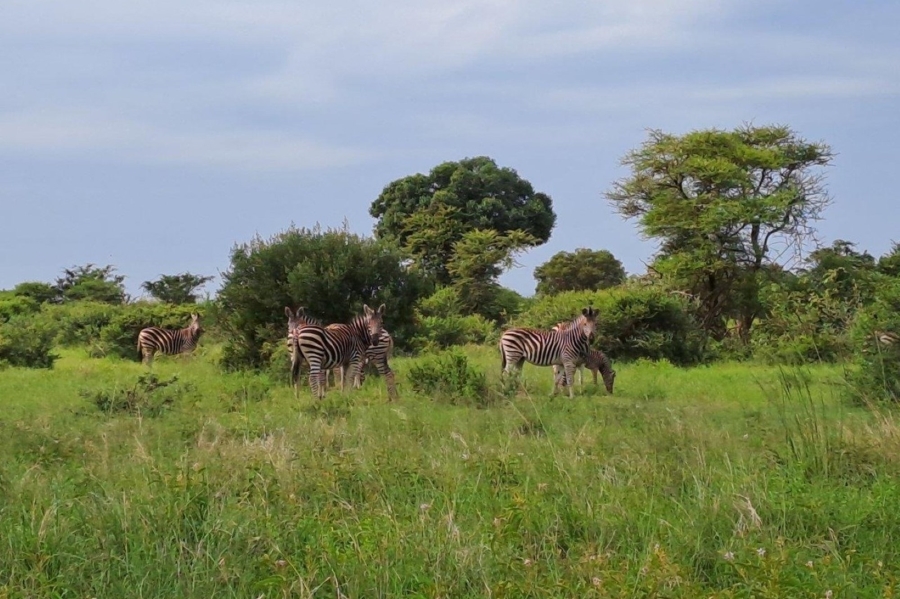 4 Bedroom Property for Sale in Zwartkloof Private Game Reserve Limpopo