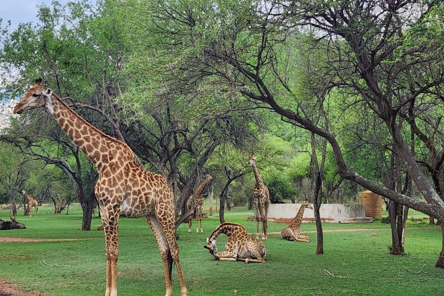 4 Bedroom Property for Sale in Zwartkloof Private Game Reserve Limpopo