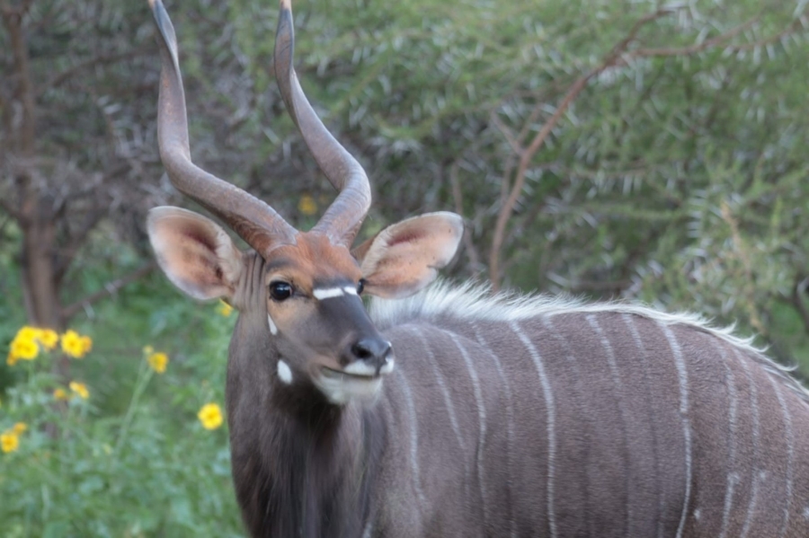 4 Bedroom Property for Sale in Zwartkloof Private Game Reserve Limpopo