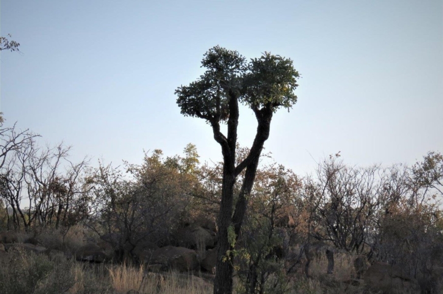4 Bedroom Property for Sale in Zwartkloof Private Game Reserve Limpopo
