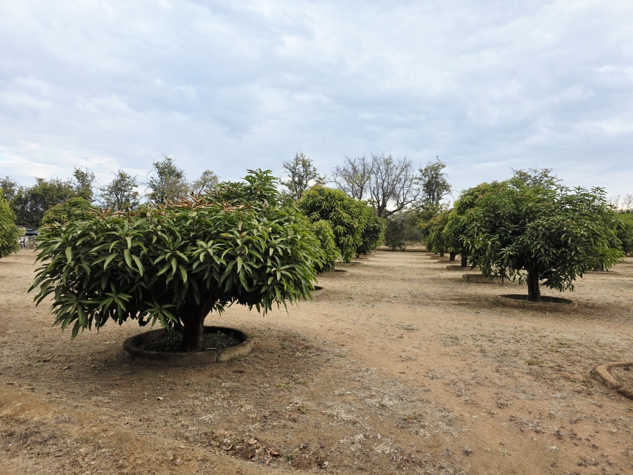 9 Bedroom Property for Sale in Mookgopong Limpopo
