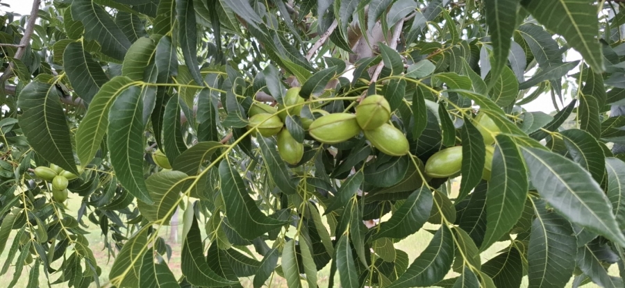 9 Bedroom Property for Sale in Bela Bela Limpopo