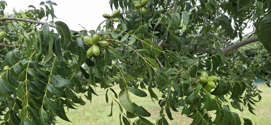 9 Bedroom Property for Sale in Bela Bela Limpopo