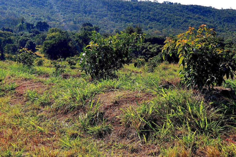 0 Bedroom Property for Sale in Tzaneen Rural Limpopo