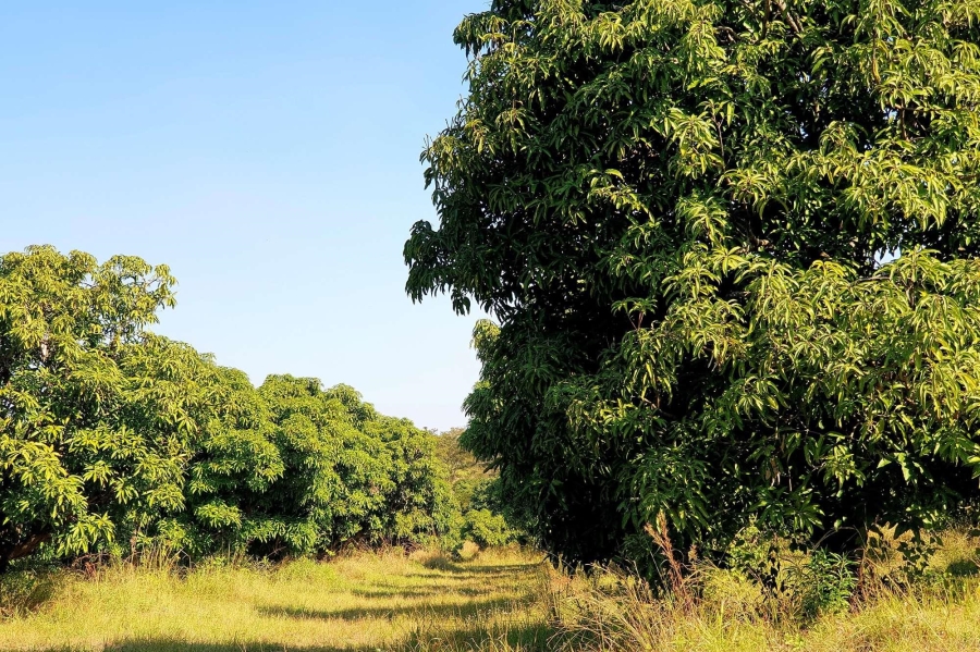 0 Bedroom Property for Sale in Tzaneen Rural Limpopo