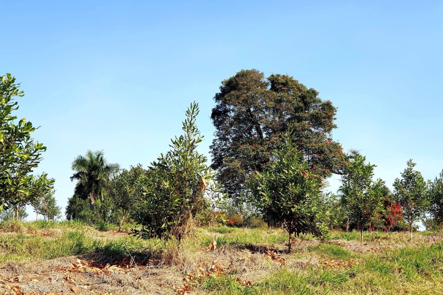 0 Bedroom Property for Sale in Tzaneen Rural Limpopo