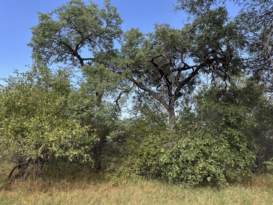 0 Bedroom Property for Sale in Hoedspruit Wildlife Estate Limpopo
