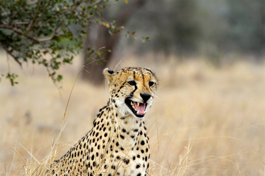 0 Bedroom Property for Sale in Moditlo Wildlife Estate Limpopo