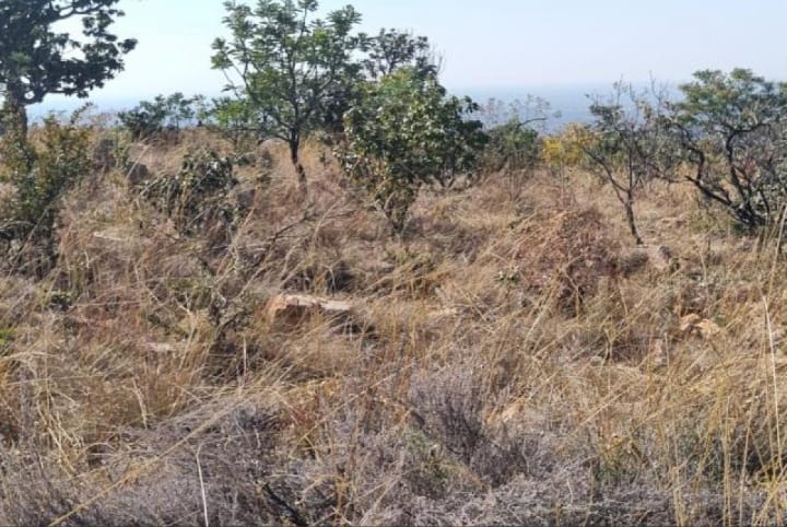 0 Bedroom Property for Sale in Naboomfontein AH Limpopo