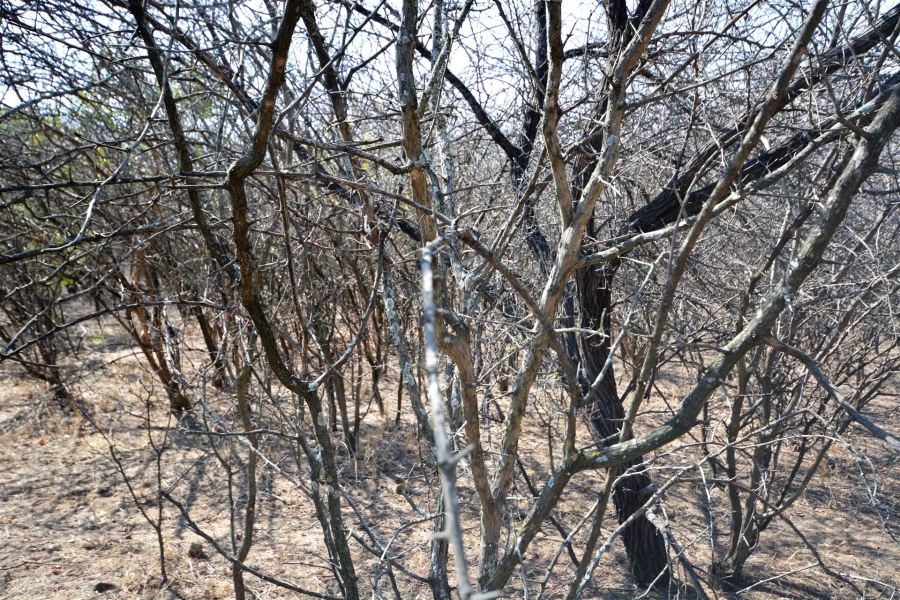 0 Bedroom Property for Sale in Moditlo Wildlife Estate Limpopo
