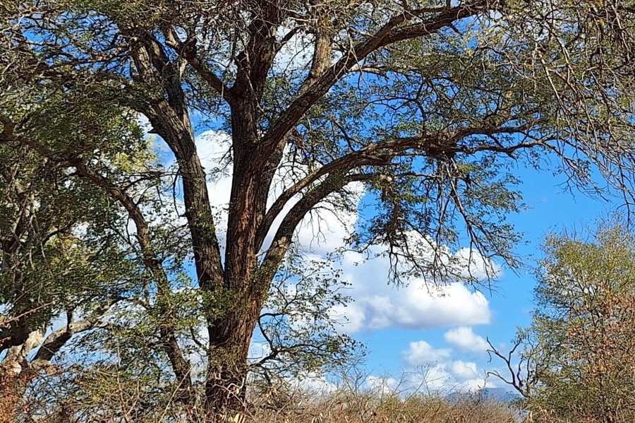 0 Bedroom Property for Sale in Raptors View Wildlife Estate Limpopo