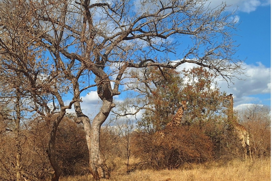 0 Bedroom Property for Sale in Raptors View Wildlife Estate Limpopo