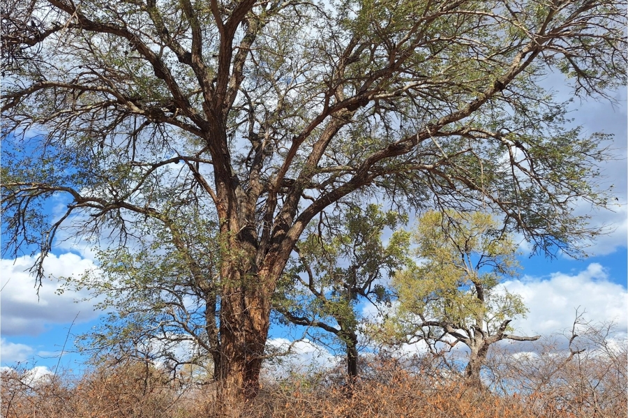 0 Bedroom Property for Sale in Raptors View Wildlife Estate Limpopo