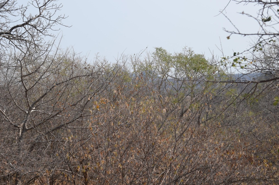 0 Bedroom Property for Sale in Elephant Rock Eco Estate Limpopo
