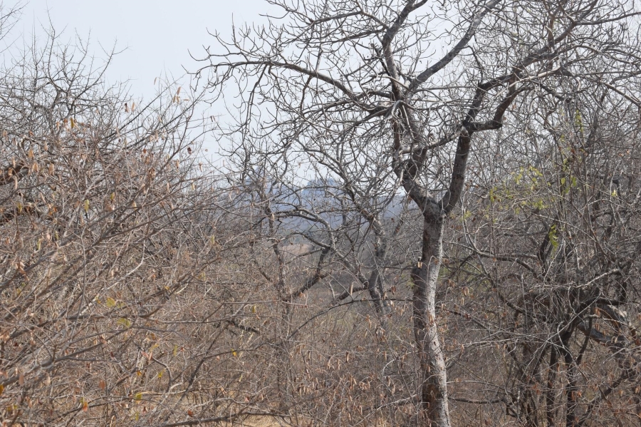 0 Bedroom Property for Sale in Elephant Rock Eco Estate Limpopo