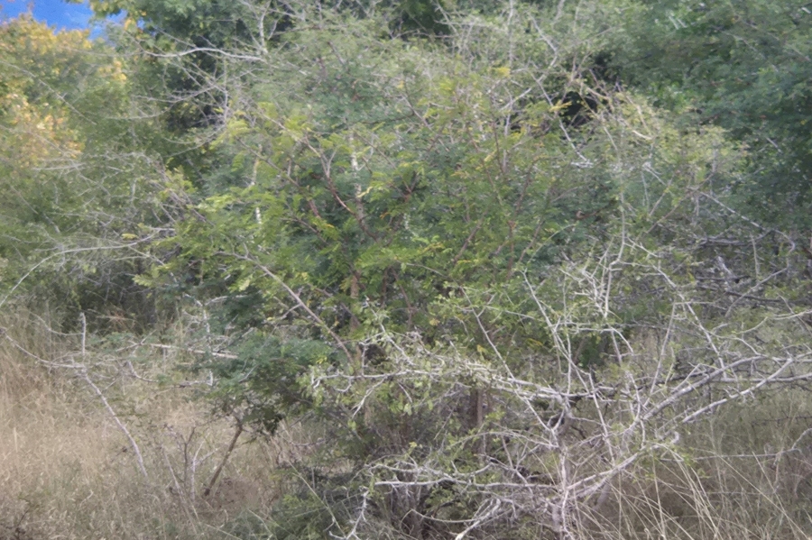 0 Bedroom Property for Sale in Moditlo Wildlife Estate Limpopo