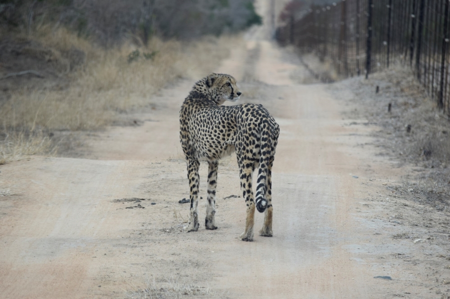 0 Bedroom Property for Sale in Moditlo Wildlife Estate Limpopo