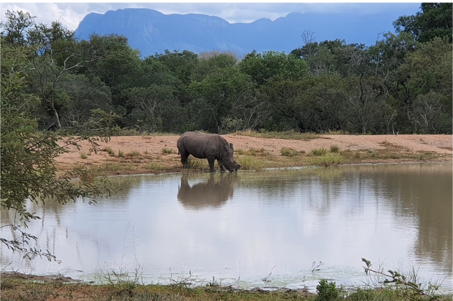 0 Bedroom Property for Sale in Moditlo Wildlife Estate Limpopo