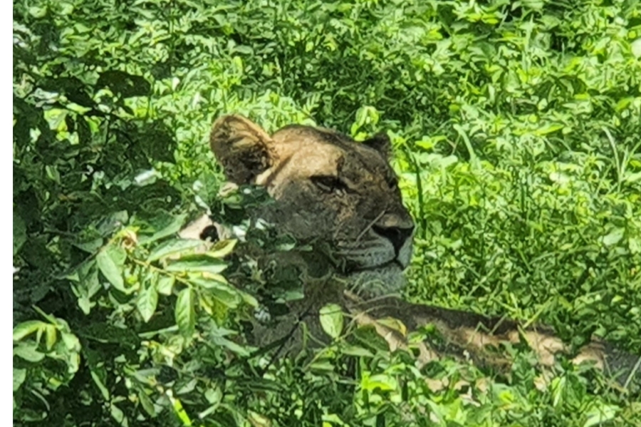 0 Bedroom Property for Sale in Moditlo Wildlife Estate Limpopo