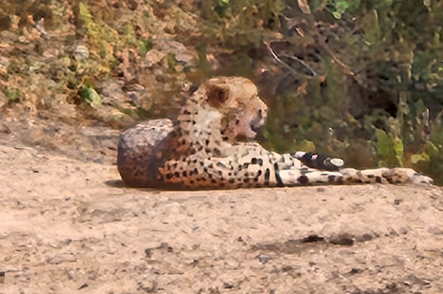 0 Bedroom Property for Sale in Moditlo Wildlife Estate Limpopo