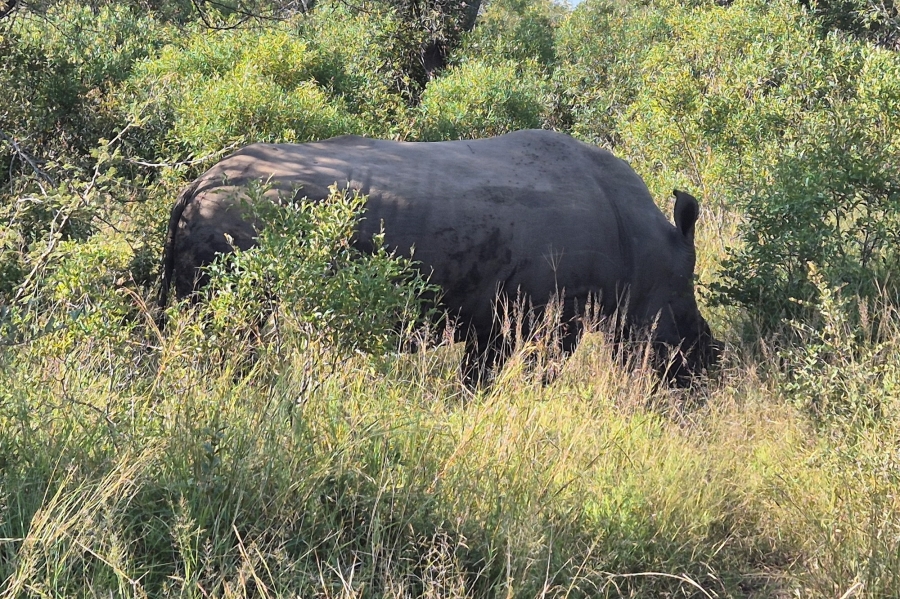 0 Bedroom Property for Sale in Moditlo Wildlife Estate Limpopo