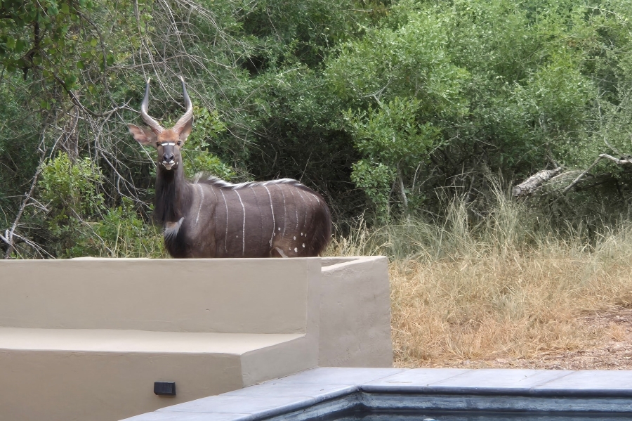0 Bedroom Property for Sale in Moditlo Wildlife Estate Limpopo