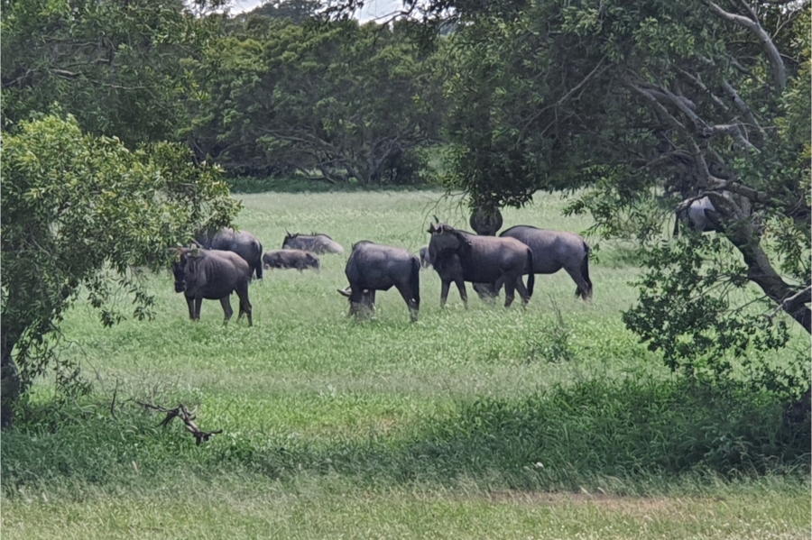 0 Bedroom Property for Sale in Moditlo Wildlife Estate Limpopo