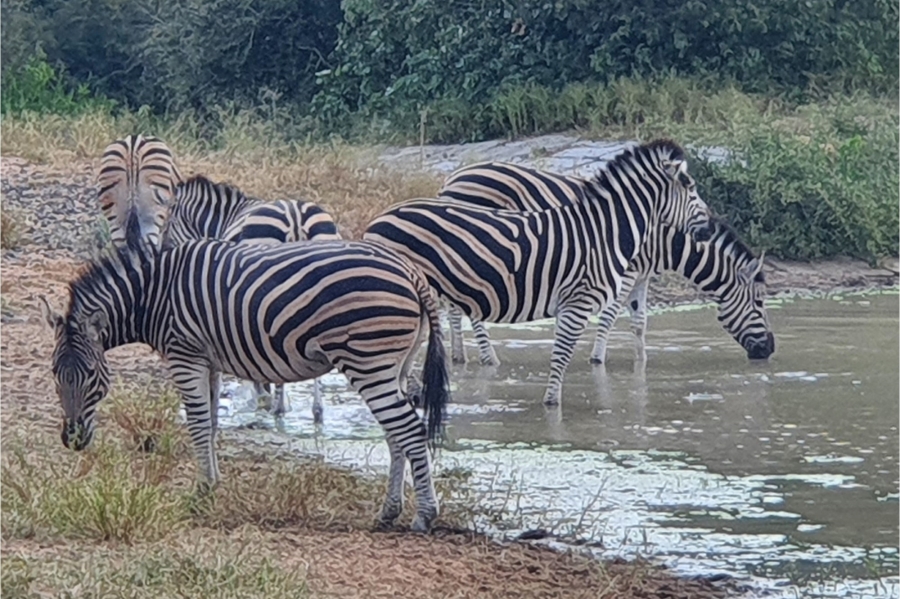 0 Bedroom Property for Sale in Moditlo Wildlife Estate Limpopo