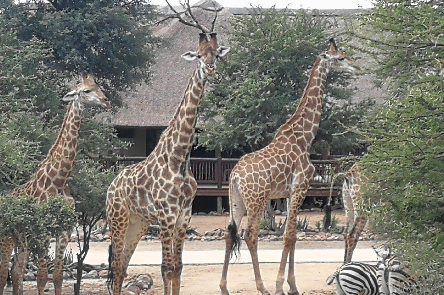0 Bedroom Property for Sale in Blyde Wildlife Estate Limpopo