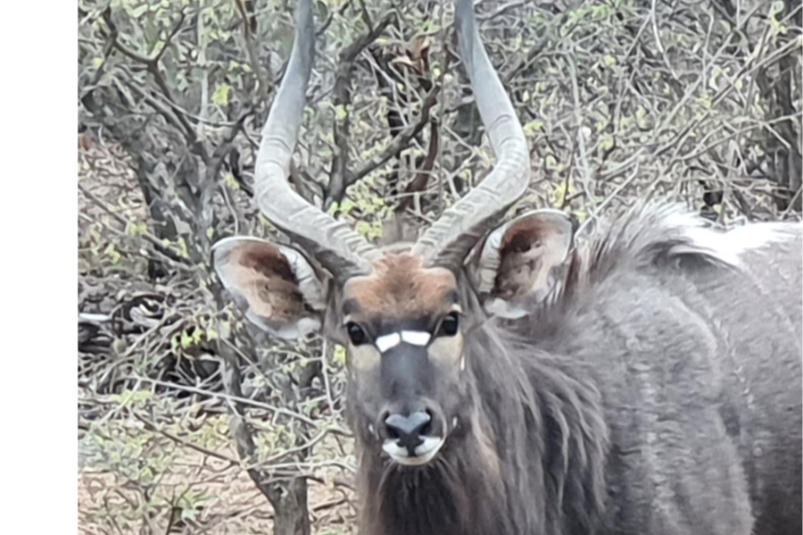 0 Bedroom Property for Sale in Blyde Wildlife Estate Limpopo