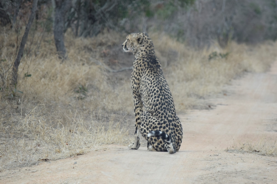 0 Bedroom Property for Sale in Moditlo Wildlife Estate Limpopo