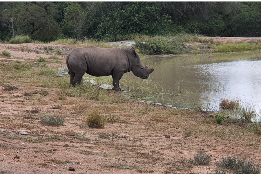 0 Bedroom Property for Sale in Moditlo Wildlife Estate Limpopo