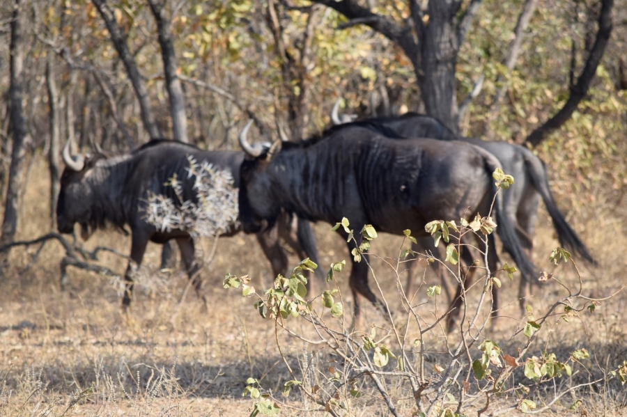 0 Bedroom Property for Sale in Moditlo Wildlife Estate Limpopo