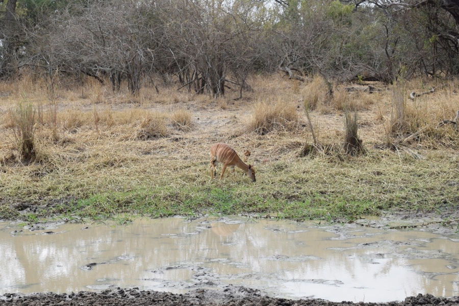 0 Bedroom Property for Sale in Moditlo Wildlife Estate Limpopo