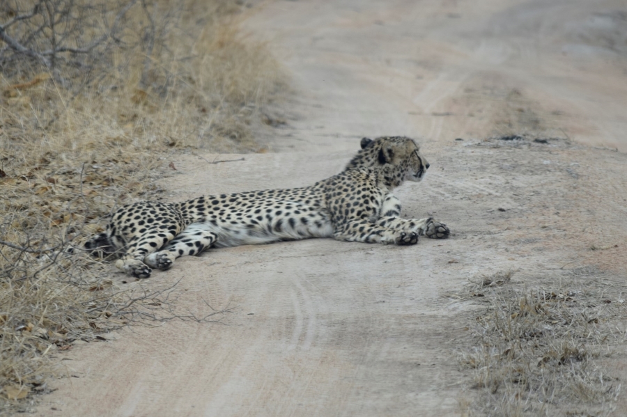 0 Bedroom Property for Sale in Moditlo Wildlife Estate Limpopo