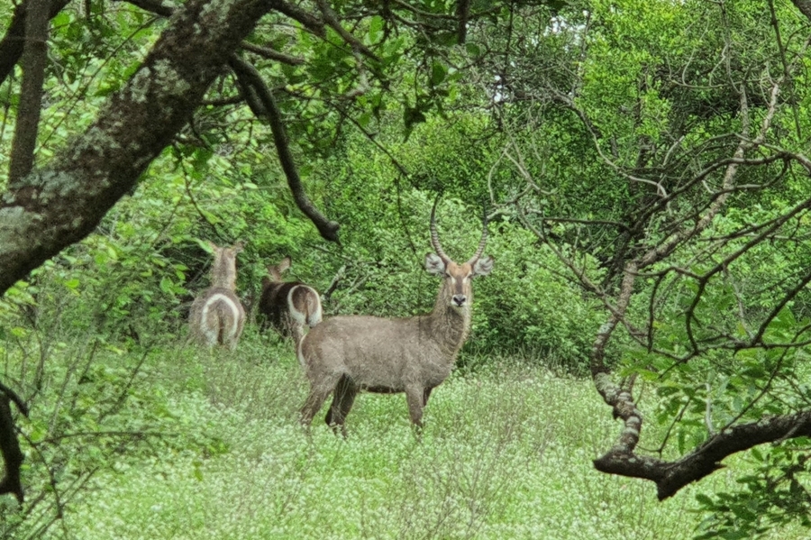 0 Bedroom Property for Sale in Moditlo Wildlife Estate Limpopo