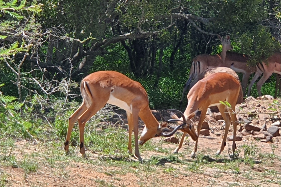 0 Bedroom Property for Sale in Moditlo Wildlife Estate Limpopo