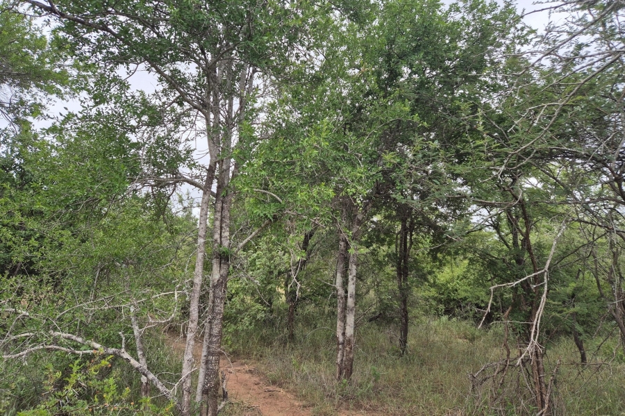 0 Bedroom Property for Sale in Moditlo Wildlife Estate Limpopo