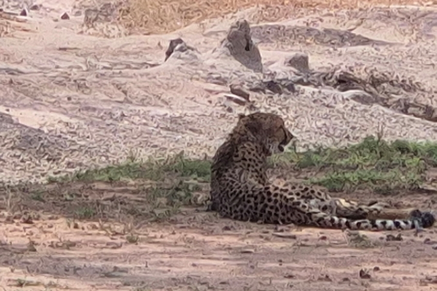 0 Bedroom Property for Sale in Moditlo Wildlife Estate Limpopo