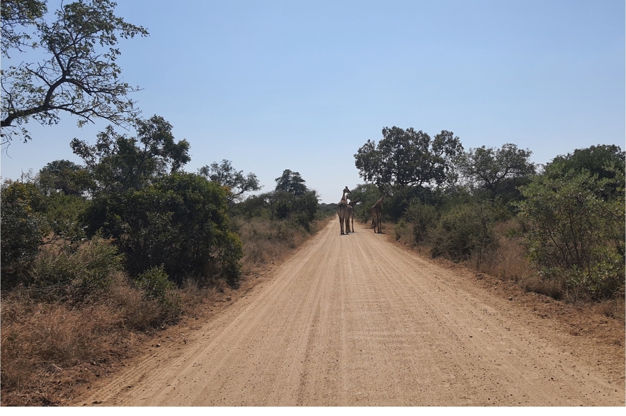 0 Bedroom Property for Sale in Moditlo Wildlife Estate Limpopo