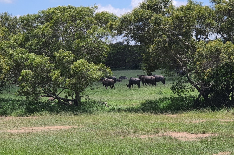 0 Bedroom Property for Sale in Moditlo Wildlife Estate Limpopo