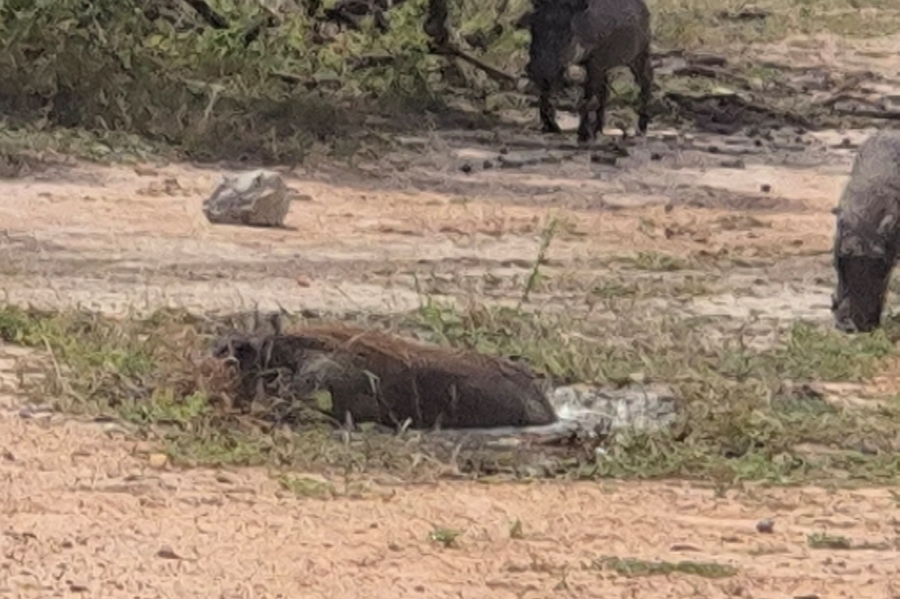 0 Bedroom Property for Sale in Moditlo Wildlife Estate Limpopo