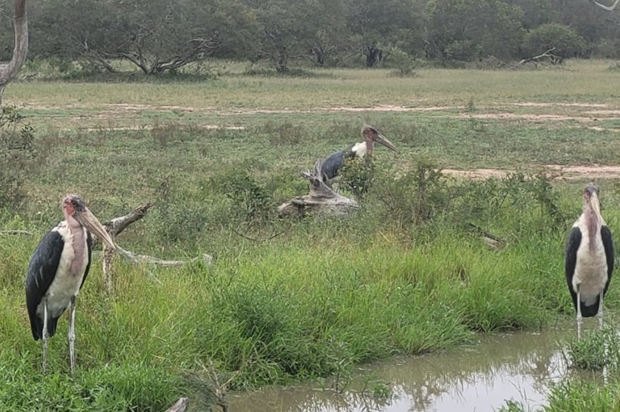 0 Bedroom Property for Sale in Moditlo Wildlife Estate Limpopo