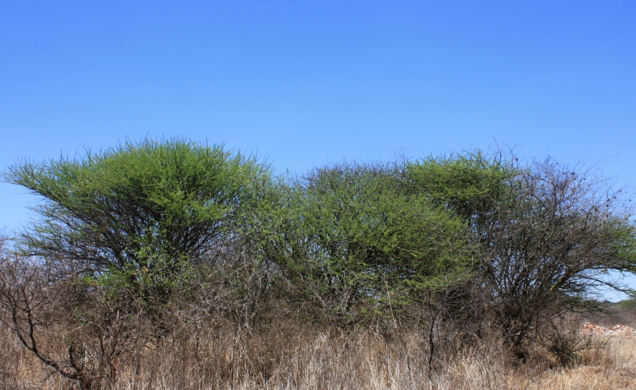 Commercial Property for Sale in Kalkfontein A H Limpopo