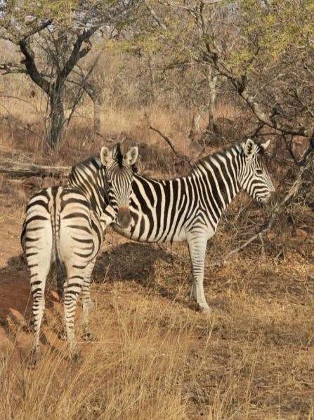 0 Bedroom Property for Sale in Verloren Estate Limpopo